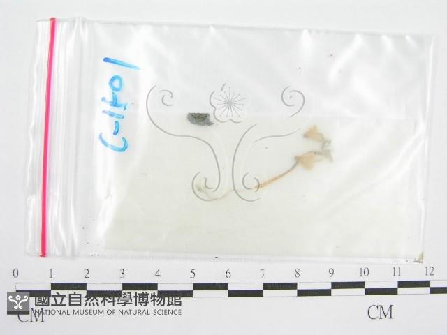 鬼傘屬藏品圖，第1張