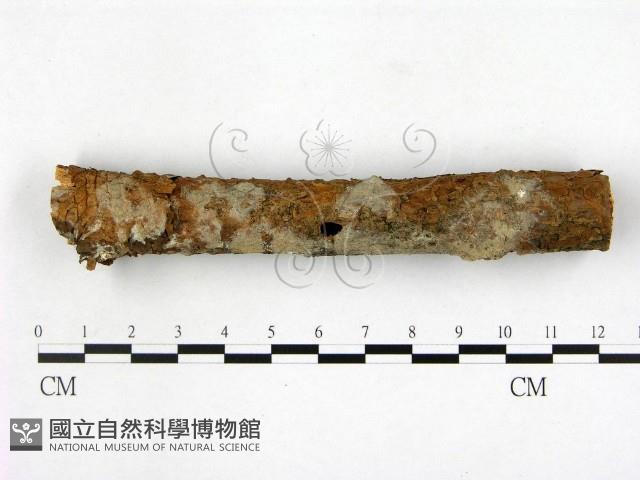 顯絲菌屬藏品圖，第1張