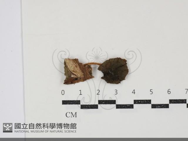 小皮傘屬藏品圖，第1張