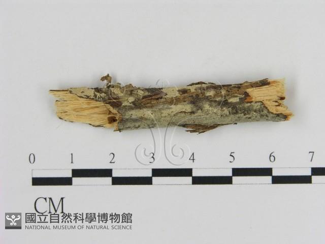 登錄號:F0002848藏品圖，第1張