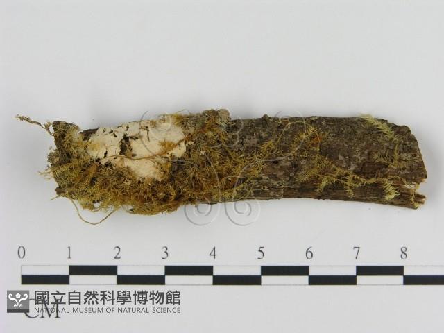 絲皮菌屬藏品圖，第1張