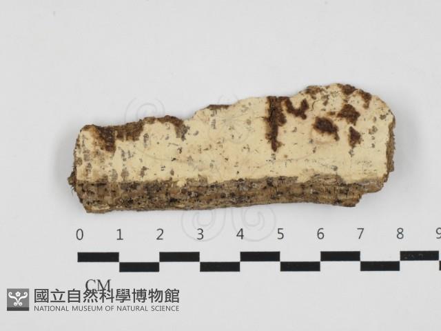 擬射脈菌屬藏品圖，第1張