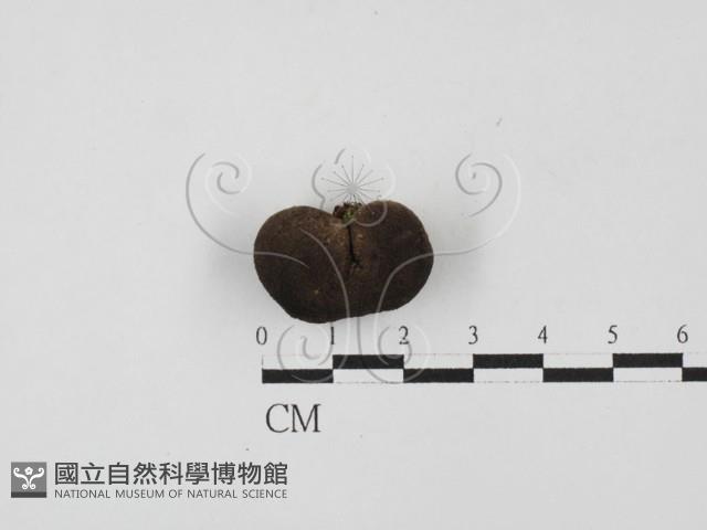 登錄號:F0027848藏品圖，第1張