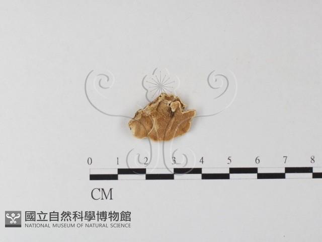 登錄號:F0007848藏品圖，第1張