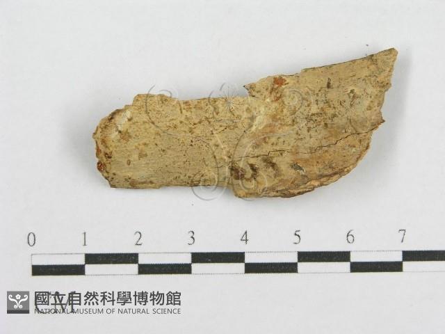 登錄號:F0017848藏品圖，第1張