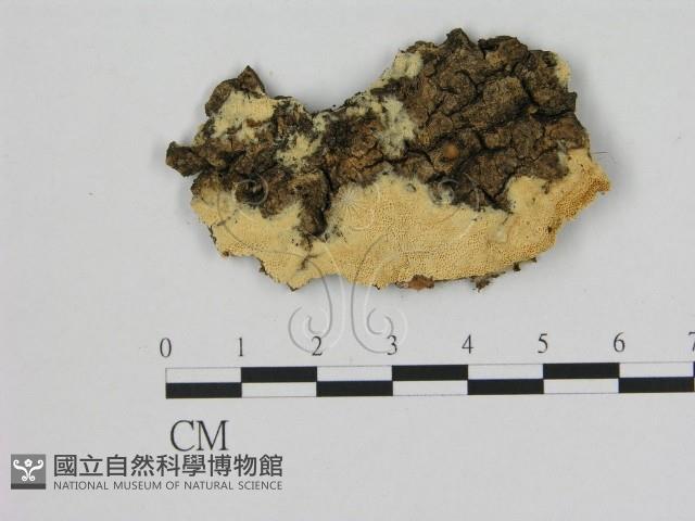 登錄號:F0005848藏品圖，第1張