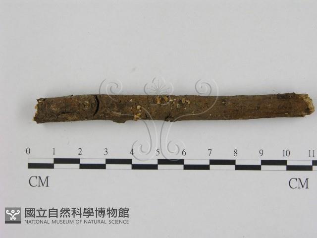 小菇屬藏品圖，第1張