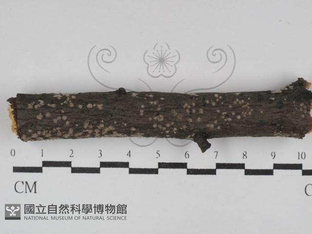 筍殼菌屬藏品圖，第1張