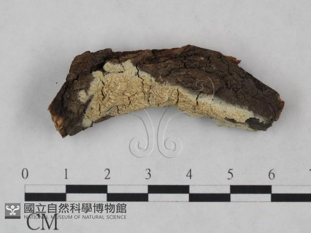 登錄號:F0023848藏品圖，第1張