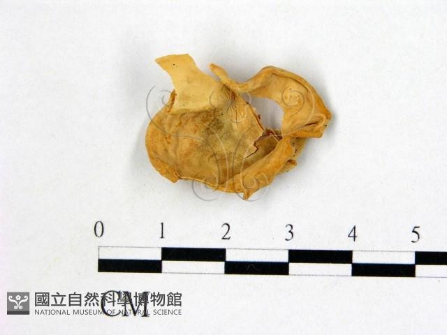 登錄號:F0013848藏品圖，第1張