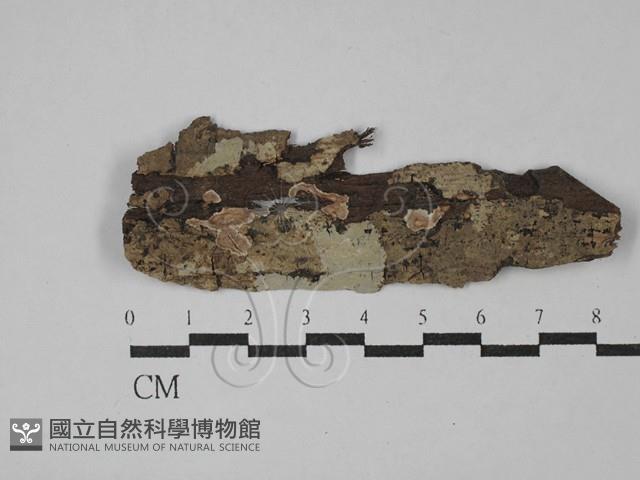 筍殼菌屬藏品圖，第1張