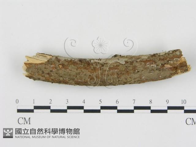 登錄號:F0008948藏品圖，第1張