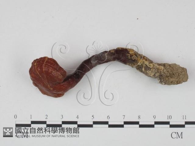 靈芝屬藏品圖，第1張