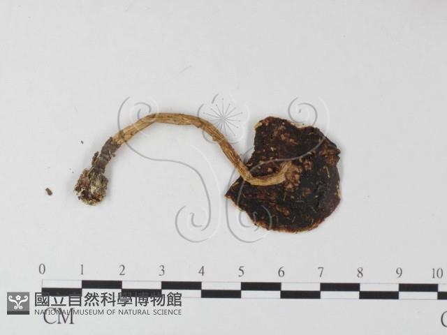 登錄號:F0010948藏品圖，第1張