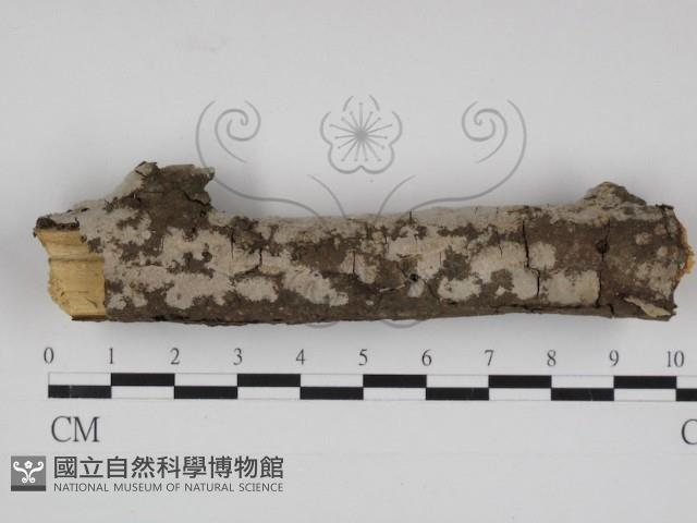 絲皮菌屬藏品圖，第1張
