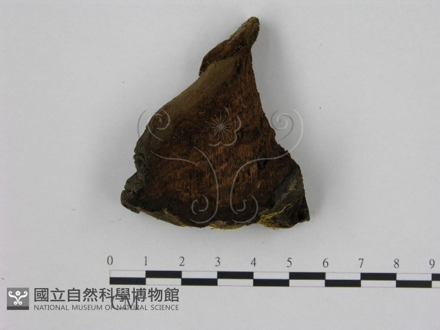 登錄號:F0006948藏品圖，第1張