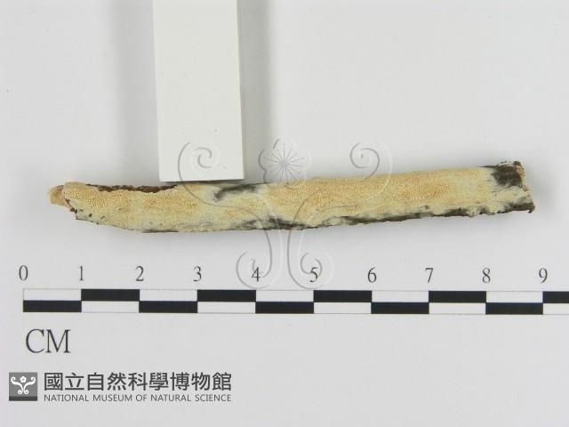 登錄號:F0016948藏品圖，第1張