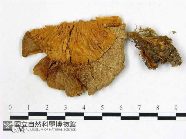 登錄號:F0021948藏品圖，第1張