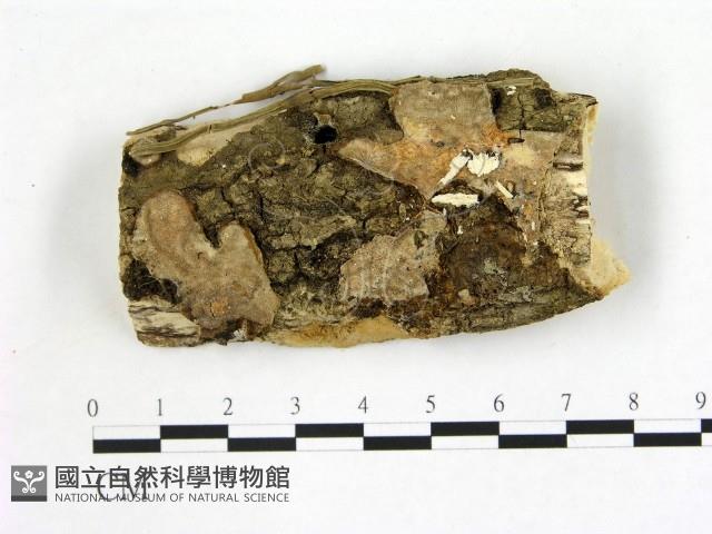 刺皮菌屬藏品圖，第1張