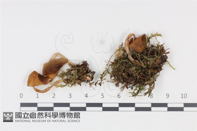 登錄號:F0034948藏品圖，第1張