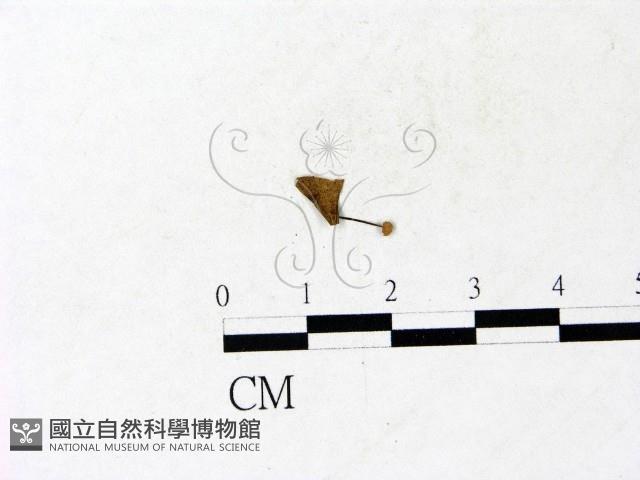 登錄號:F0022948藏品圖，第1張