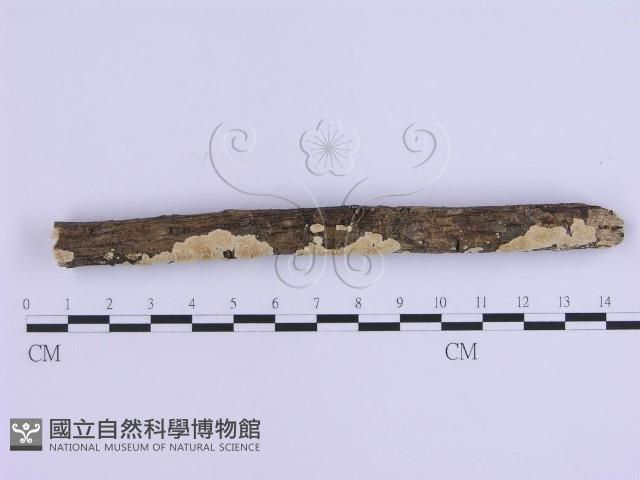 登錄號:F0002948藏品圖，第1張