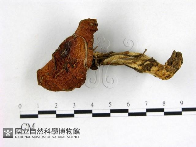登錄號:F0012948藏品圖，第1張