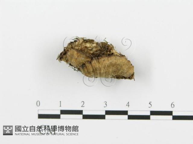 煙管菌藏品圖，第1張