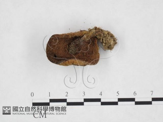 登錄號:F0025948藏品圖，第1張