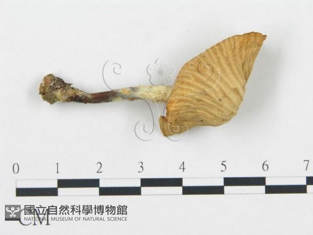 杯傘屬藏品圖，第1張