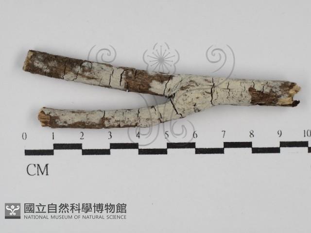 登錄號:F0029948藏品圖，第1張