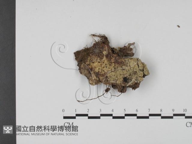 登錄號:F0009948藏品圖，第1張