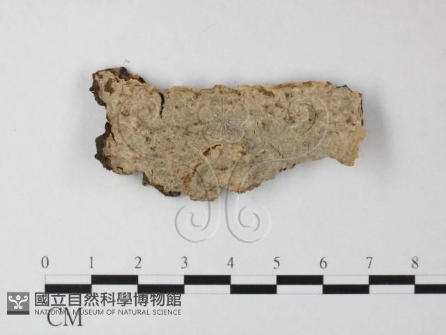 刺皮菌屬藏品圖，第1張