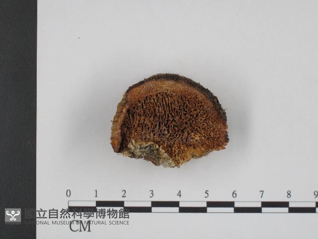 登錄號:F0003948藏品圖，第1張