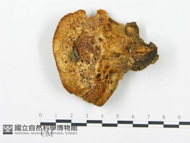 登錄號:F0013948藏品圖，第1張