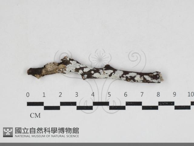 刺皮菌屬藏品圖，第1張