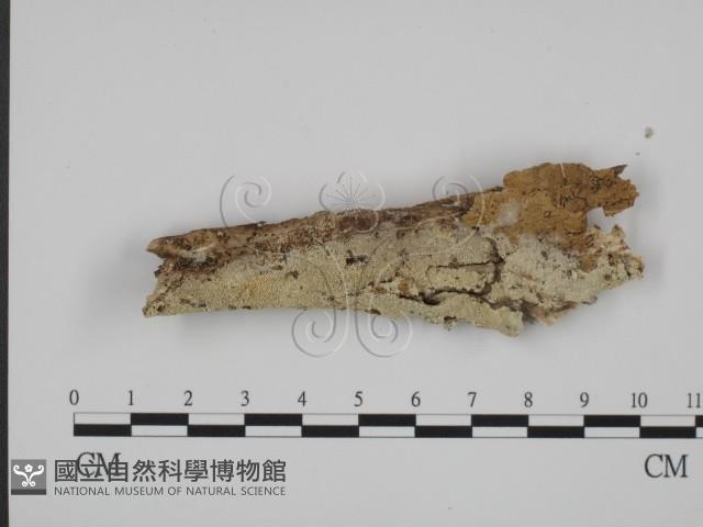 登錄號:F0008648藏品圖，第1張