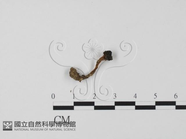 登錄號:F0018648藏品圖，第1張