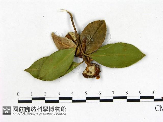登錄號:F0020648藏品圖，第1張