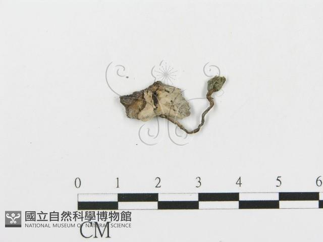 傘菌屬藏品圖，第1張