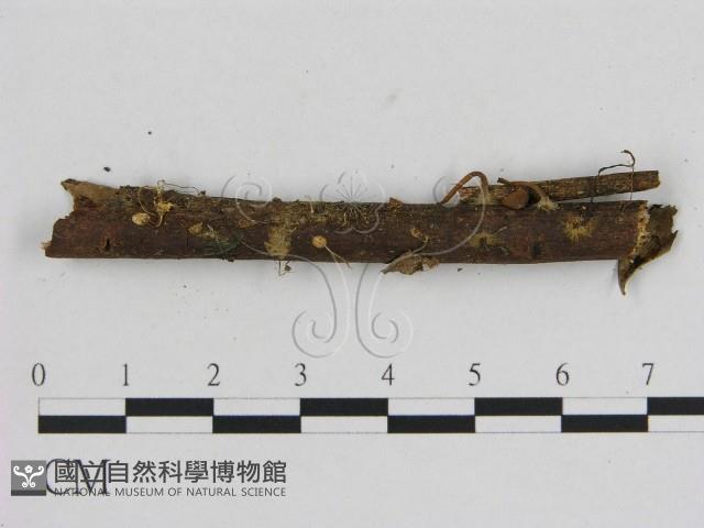 小菇屬藏品圖，第1張