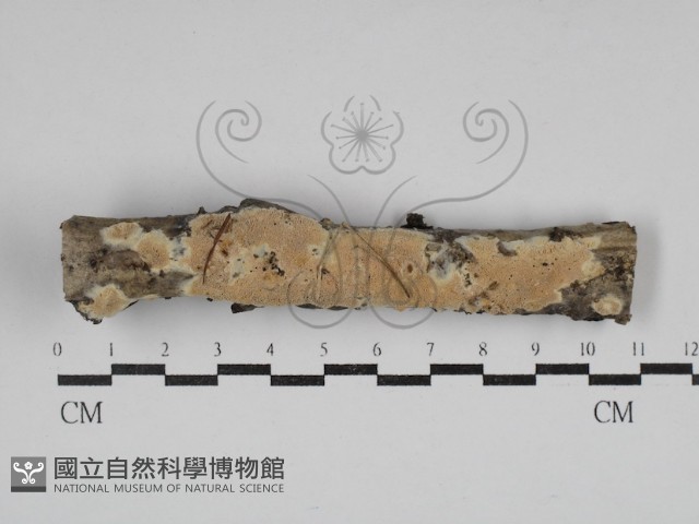 登錄號:F0030648藏品圖，第1張