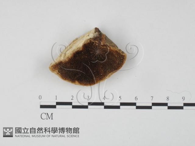 登錄號:F0006648藏品圖，第1張