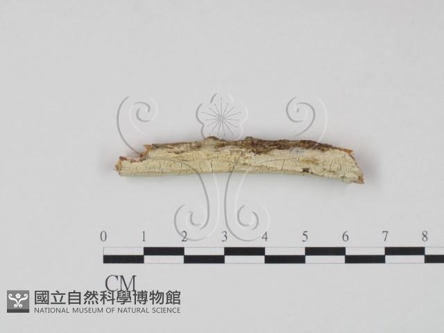 登錄號:F0016648藏品圖，第1張