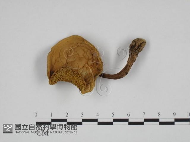 登錄號:F0024648藏品圖，第1張