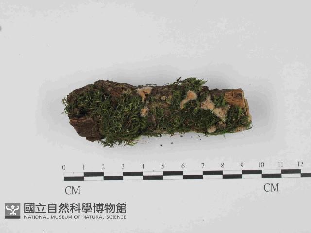 登錄號:F0014648藏品圖，第1張