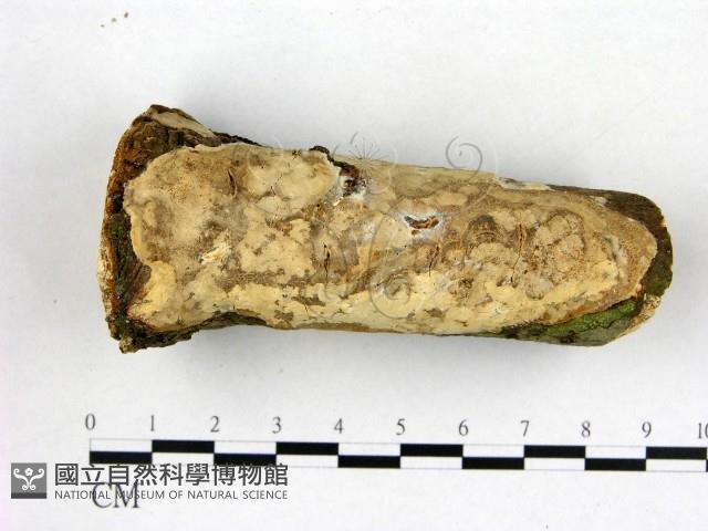 刺皮菌屬藏品圖，第1張