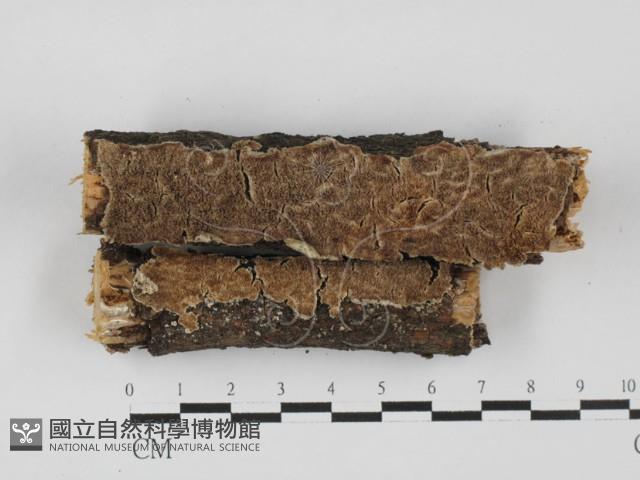 附毛菌屬藏品圖，第1張