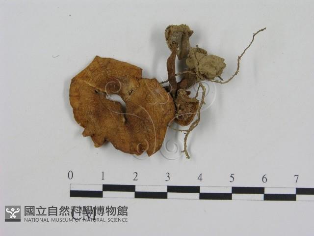 乳菇屬藏品圖，第1張