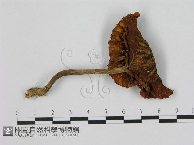 登錄號:F0015648藏品圖，第1張